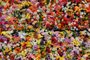 The Best Floral Perfume Notes for the Summer Blooms